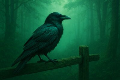 Animale di potere corvo